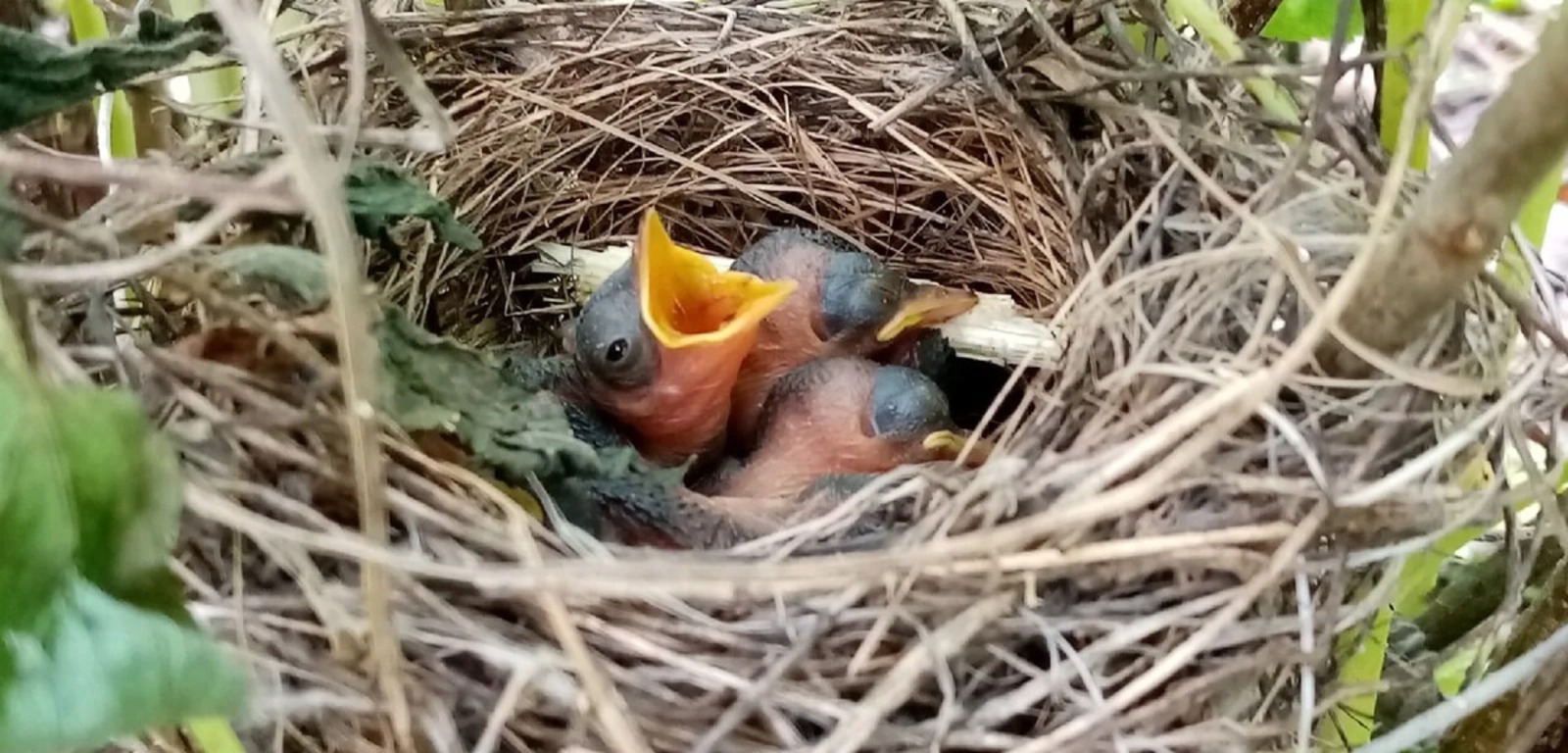 Дамир Хайртдинов (Балтач таңнары) Фотобанк СМИ РБ