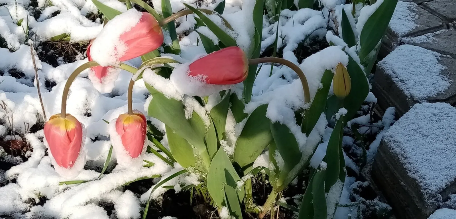 Тюльпаны в снегу Фотобанк СМИ РБ