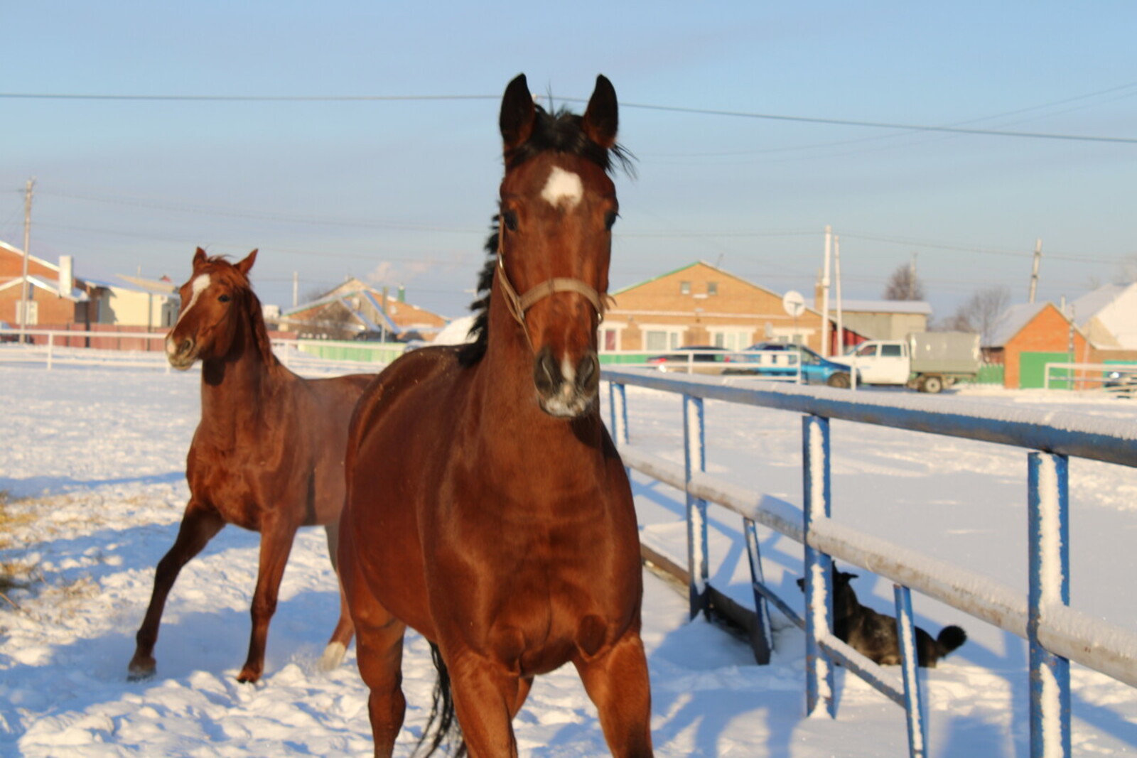 Гульназ Салаватова (Kөнгәк гәзите) Фотобанк СМИ РБ