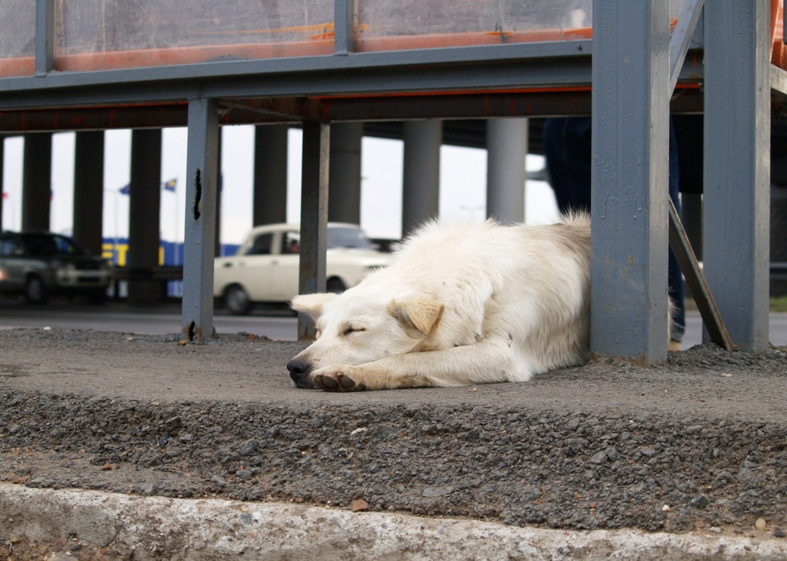 Александр Королев Фотобанк СМИ РБ
