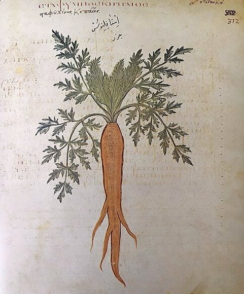 Изображение моркови с надписью «садовая» из Кодекса Юлианы Аниции, константинопольской копии греческой фармакопеи Диоскорида I века н.э., датируемой VI в. н.э. На следующей странице указано, что «корень можно готовить и есть».