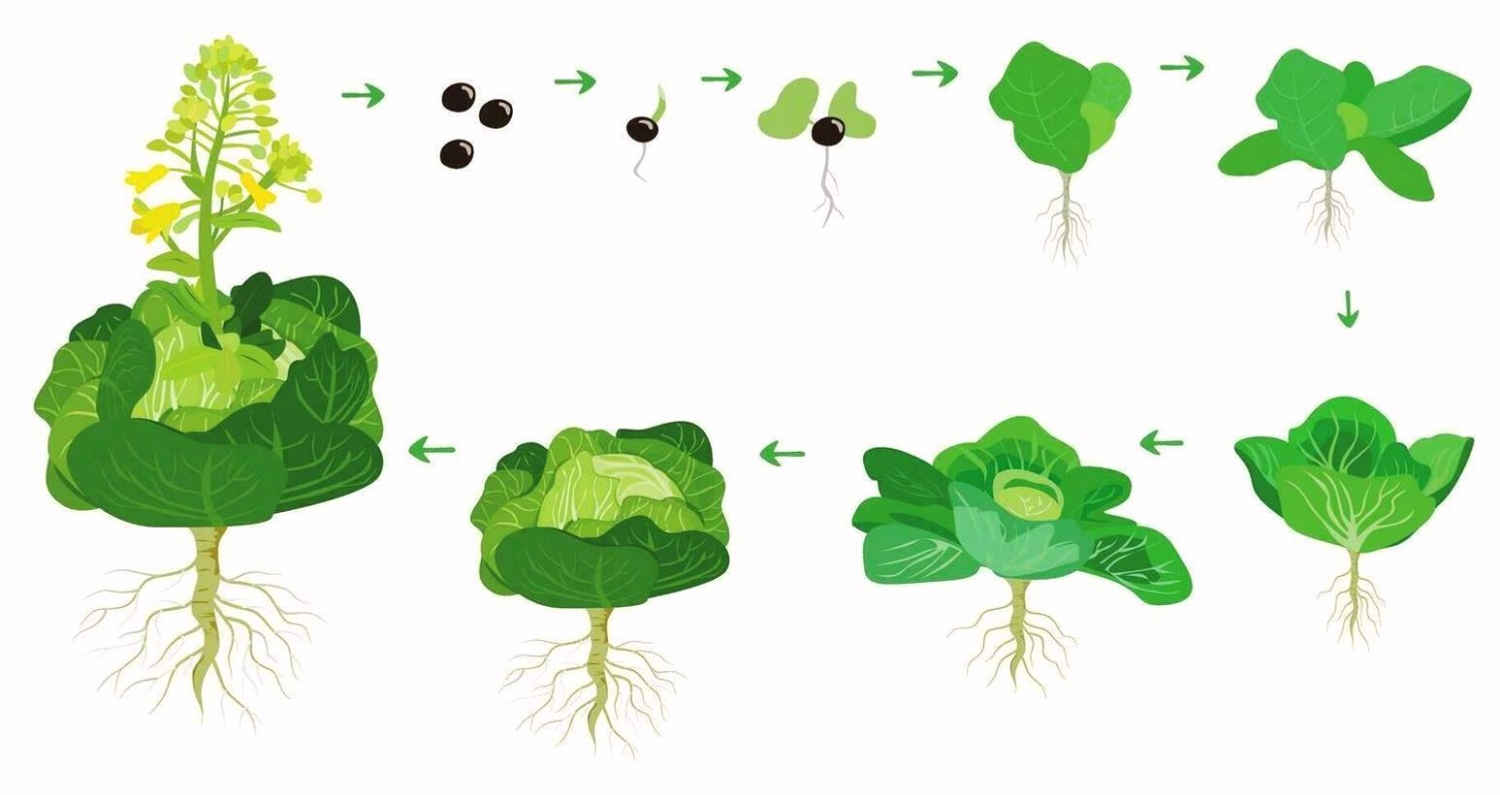 Этапы роста белкочанной капусты
