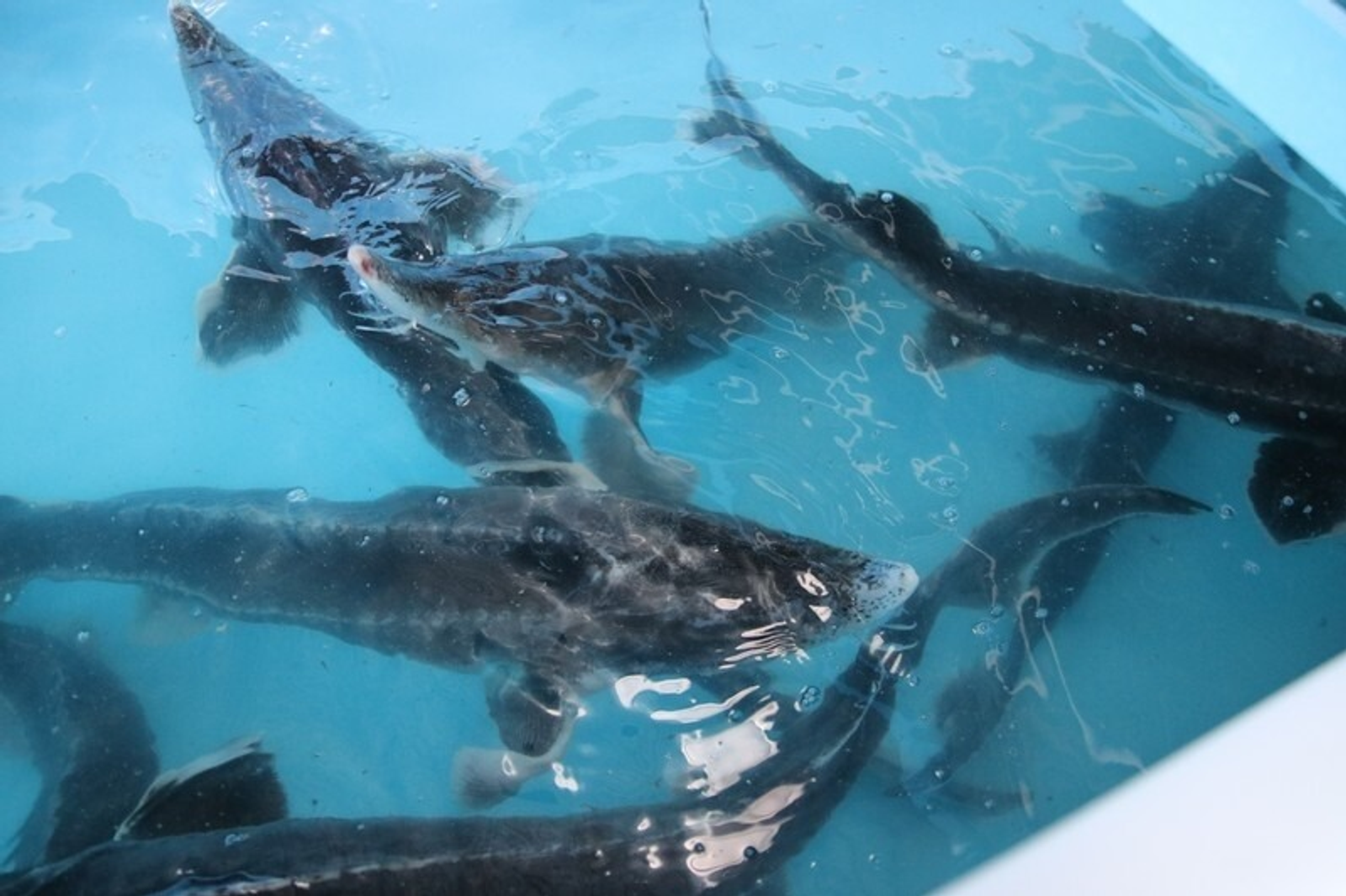 Виктор Лушкин (Октябрьский нефтяник) Фотобанк СМИ РБ