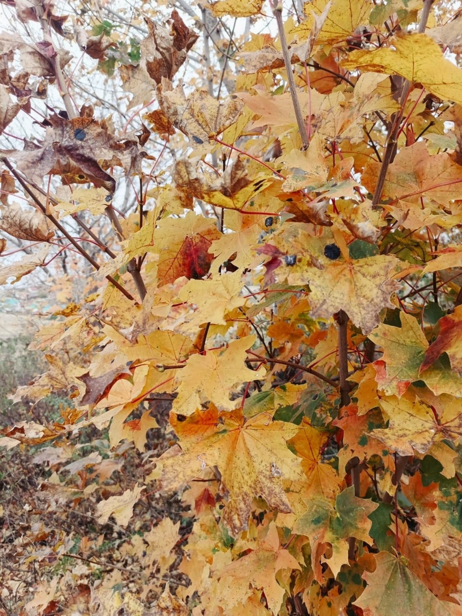 Розалия Хисаева Фотобанк СМИ РБ
