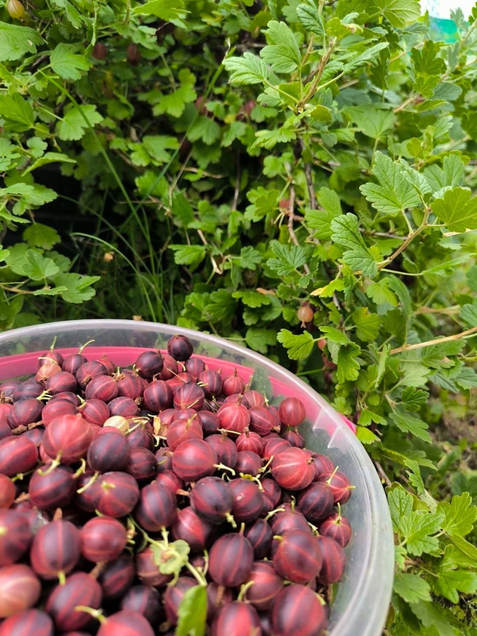 Гульназ Салаватова (Kөнгәк гәзите) Фотобанк СМИ РБ